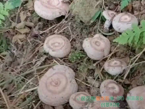 人工種植松乳菇 人工種植松乳菇