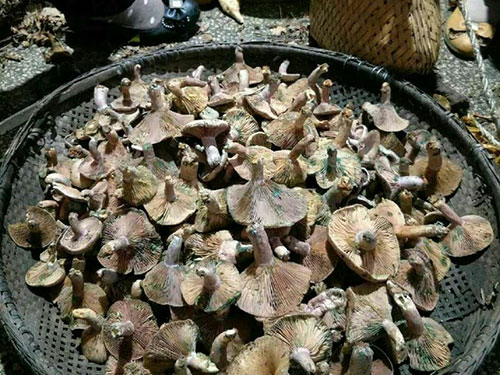 湖南創(chuàng)蕈農(nóng)業(yè)科技有限公司,懷化食用菌種植銷售,懷化羊肚菌種植銷售,懷化赤松茸種植銷售 湖南創(chuàng)蕈農(nóng)業(yè)科技有限公司,懷化食用菌種植銷售,懷化羊肚菌種植銷售,懷化赤松茸種植銷售